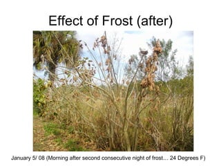 Effect of Frost (after)




January 5/ 08 (Morning after second consecutive night of frost… 24 Degrees F)
 