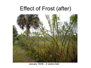Effect of Frost (after)




    January 19/08 – 2 weeks later
 