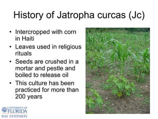 History of Jatropha curcas (Jc)
• Intercropped with corn
  in Haiti
• Leaves used in religious
  rituals
• Seeds are crushed in a
  mortar and pestle and
  boiled to release oil
• This culture has been
  practiced for more than
  200 years
 