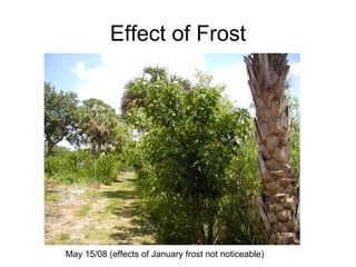 Effect of Frost




May 15/08 (effects of January frost not noticeable)
 