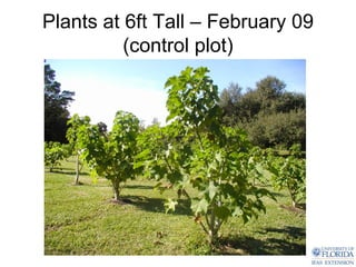 Plants at 6ft Tall – February 09
          (control plot)
 