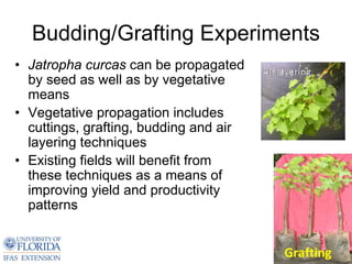 Budding/Grafting Experiments
• Jatropha curcas can be propagated
  by seed as well as by vegetative
  means
• Vegetative propagation includes
  cuttings, grafting, budding and air
  layering techniques
• Existing fields will benefit from
  these techniques as a means of
  improving yield and productivity
  patterns
 