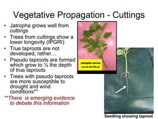 Vegetative Propagation - Cuttings
• Jatropha grows well from
   cuttings
• Trees from cuttings show a
   lower longevity (IPGRI)
• True taproots are not
   developed, rather…
• Pseudo taproots are formed
   which grow to ½ the depth
   of true taproots
• Trees with pseudo taproots
   are more susceptible to
   drought and wind
   conditions**
**There is emerging evidence
   to debate this information

                                Seedling showing taproot
 