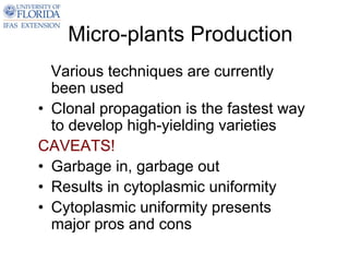 Micro-plants Production
  Various techniques are currently
  been used
• Clonal propagation is the fastest way
  to develop high-yielding varieties
CAVEATS!
• Garbage in, garbage out
• Results in cytoplasmic uniformity
• Cytoplasmic uniformity presents
  major pros and cons
 