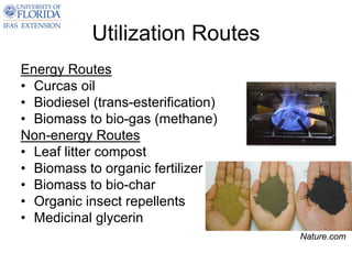Utilization Routes
Energy Routes
• Curcas oil
• Biodiesel (trans-esterification)
• Biomass to bio-gas (methane)
Non-energy Routes
• Leaf litter compost
• Biomass to organic fertilizer
• Biomass to bio-char
• Organic insect repellents
• Medicinal glycerin
                                     Nature.com
 