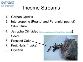 Income Streams
1. Carbon Credits
2. Intercropping (Peanut and Perennial peanut)
3. Silviculture
4.   Jatropha Oil (video http://www.agoilpress.com/video.php?type=jatropha2)
5.   Seed
6.   Pressed Cake
7.   Fruit Hulls (husks)
8.   Glycerin
 
