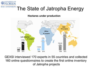 The State of Jatropha Energy
                 Hectares under production




GEXSI interviewed 170 experts in 55 countries and collected
160 online questionnaires to create the first online inventory
                    of Jatropha projects
 