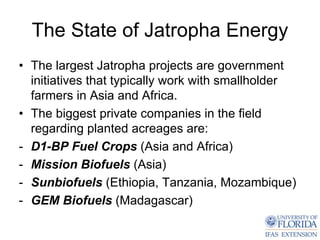 The State of Jatropha Energy
• The largest Jatropha projects are government
  initiatives that typically work with smallholder
  farmers in Asia and Africa.
• The biggest private companies in the field
  regarding planted acreages are:
- D1-BP Fuel Crops (Asia and Africa)
- Mission Biofuels (Asia)
- Sunbiofuels (Ethiopia, Tanzania, Mozambique)
- GEM Biofuels (Madagascar)
 