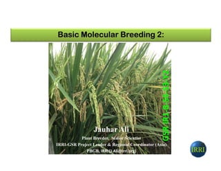 Basic Molecular Breeding 2:Basic Molecular Breeding 2:Basic Molecular Breeding 2:Basic Molecular Breeding 2:
S3-Y2
IRRIIRRIIRRIIRRIIRRIIRRIIRRIIRRI
Jauhar Ali
Plant Breeder, Senior Scientist
IRRI-GSR Project Leader & Regional Coordinator (Asia)
PBGB, IRRI (J.Ali@irri.org)
GSRIR1-8-S6-S3
 