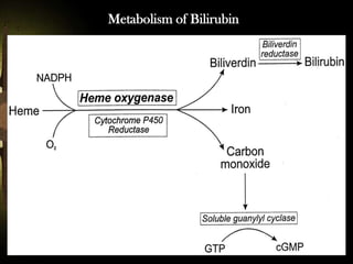 Metabolism of Bilirubin

 