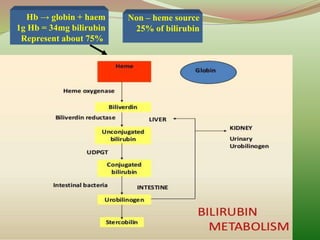 Bilirubin
Non – heme source
25% of bilirubin
Hb → globin + haem
1g Hb = 34mg bilirubin
Represent about 75%
 