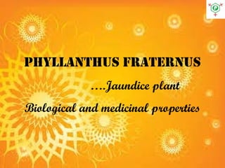 Phyllanthus fraternus
….Jaundice plant
Biological and medicinal properties
 