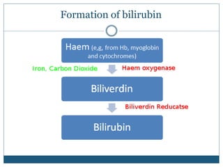 Formation of bilirubin
 