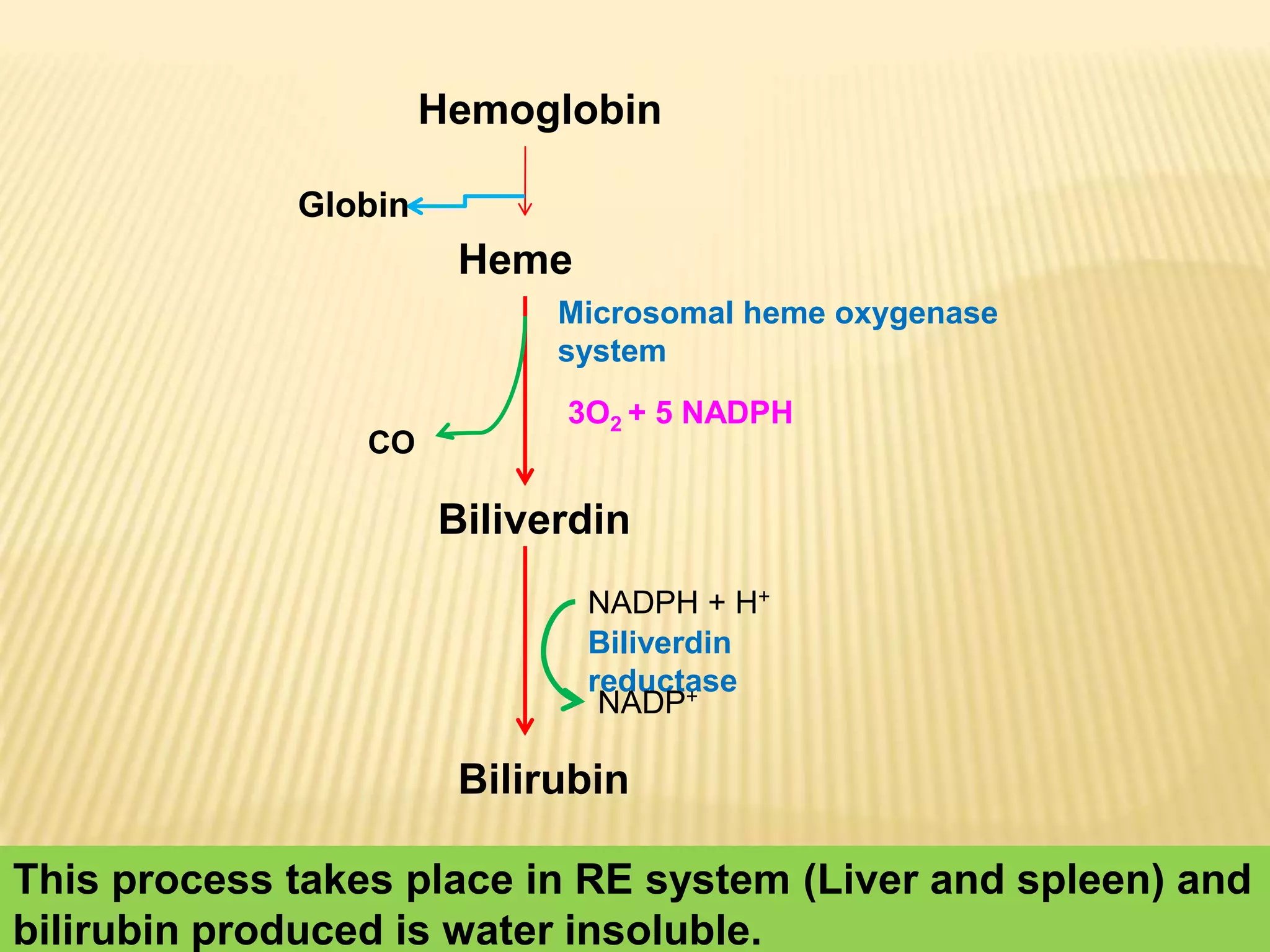 Liver function test and jaundice | PPTX