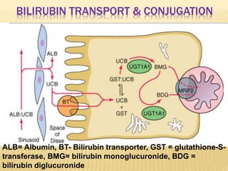 BILIRUBIN TRANSPORT & CONJUGATION
ALB= Albumin, BT- Bilirubin transporter, GST = glutathione-S-
transferase, BMG= bilirubin monoglucuronide, BDG =
bilirubin diglucuronide
 