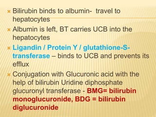  Bilirubin binds to albumin- travel to
hepatocytes
 Albumin is left, BT carries UCB into the
hepatocytes
 Ligandin / Protein Y / glutathione-S-
transferase – binds to UCB and prevents its
efflux
 Conjugation with Glucuronic acid with the
help of bilirubin Uridine diphosphate
glucuronyl transferase - BMG= bilirubin
monoglucuronide, BDG = bilirubin
diglucuronide
 