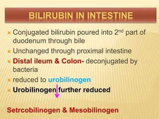  Conjugated bilirubin poured into 2nd part of
duodenum through bile
 Unchanged through proximal intestine
 Distal ileum & Colon- deconjugated by
bacteria
 reduced to urobilinogen
 Urobilinogen further reduced
Setrcobilinogen & Mesobilinogen
 