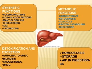 SYNTHETIC
FUNCTIONS
•PLASMA PROTEINS
•COAGULATION FACTORS
•MANY GLOBULINS
•CHOLESTEROL
•TAG
•LIPOPROTEIN
METABOLIC
FUNCTIONS
•CARBOHYDRATE
•KETOGENESIS
•TCA CYCLE
•PROTEIN CATABOLISM
•NUCLEOTIDE
DETOXIFICATION AND
EXCRETION
•AMMONIA TO UREA
•BILIRUBIN
•CHOLESTEROL
•DRUG
HOMEOSTASIS
STORAGE
AID IN DIGESTION-
BS
 