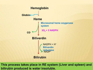 Hemoglobin
Heme
Globin
Microsomal heme oxygenase
system
CO
3O2 + 5 NADPH
Biliverdin
Bilirubin
Biliverdin
reductase
NADPH + H+
NADP+
This process takes place in RE system (Liver and spleen) and
bilirubin produced is water insoluble.
 