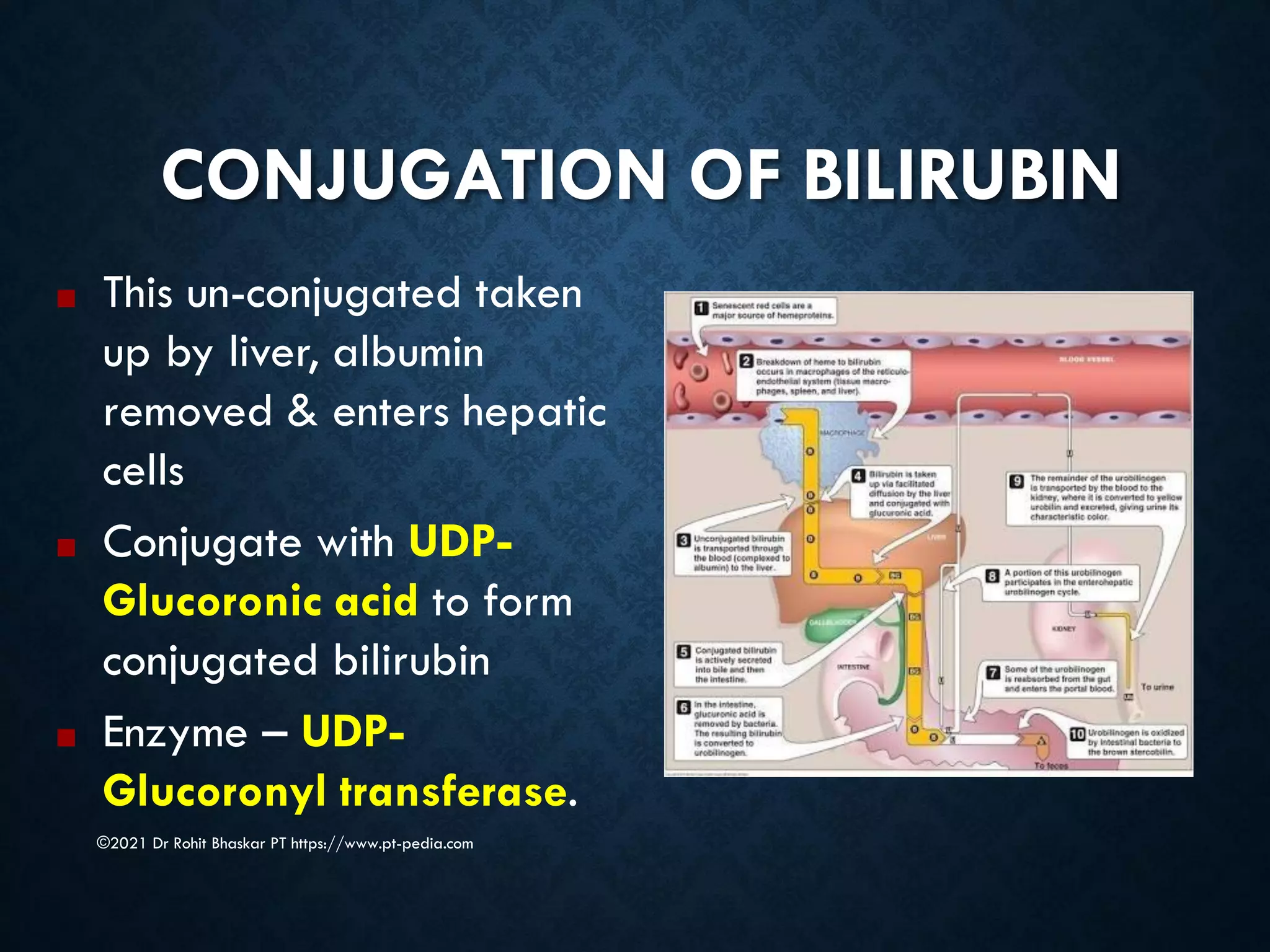 CONJUGATION OF BILIRUBIN
©2021 Dr Rohit Bhaskar PT https://www.pt-pedia.com
■ This un-conjugated taken
up by liver, albumin
removed & enters hepatic
cells
■ Conjugate with UDP-
Glucoronic acid to form
conjugated bilirubin
■ Enzyme – UDP-
Glucoronyl transferase.
 