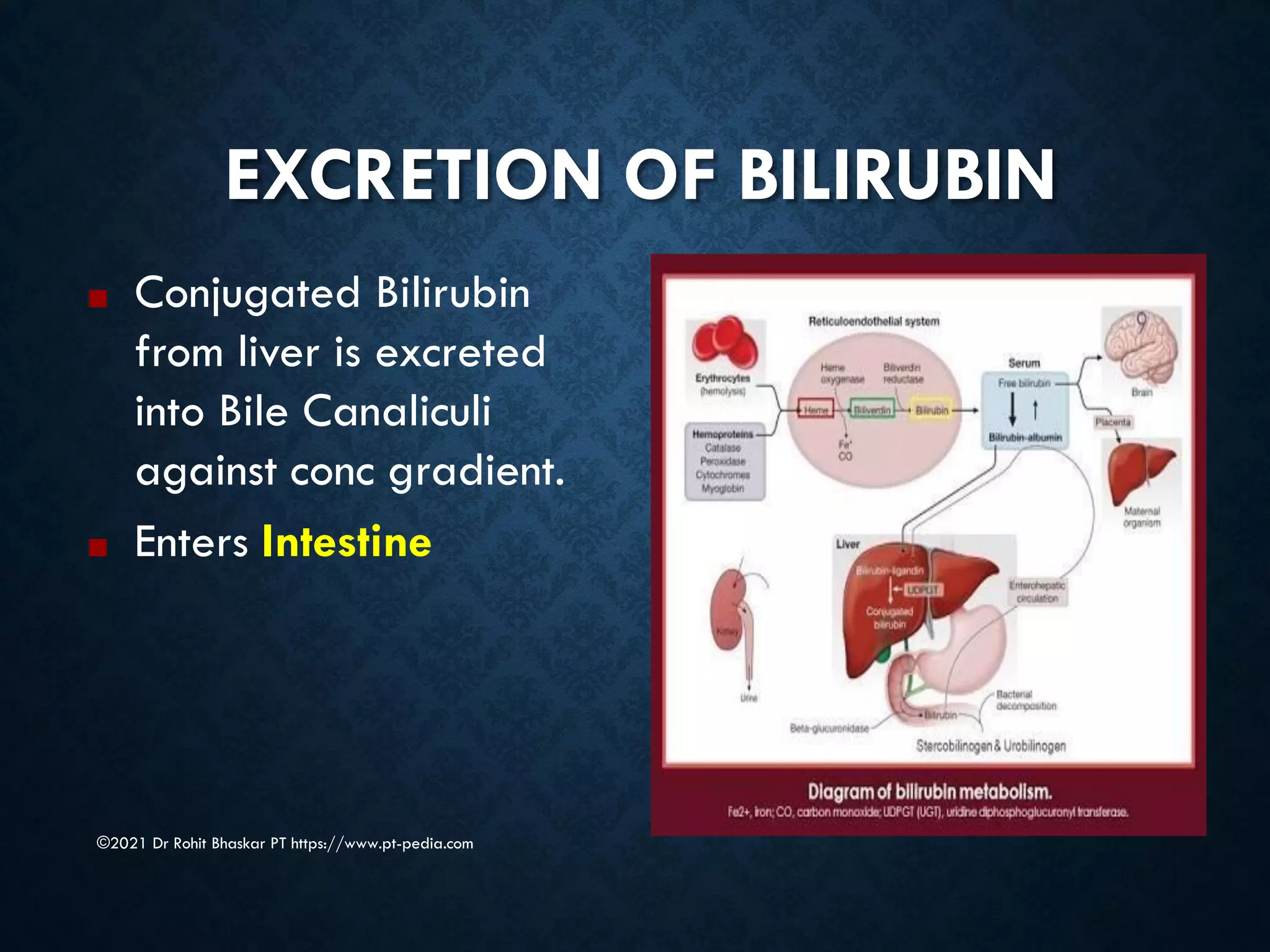 EXCRETION OF BILIRUBIN
©2021 Dr Rohit Bhaskar PT https://www.pt-pedia.com
■ Conjugated Bilirubin
from liver is excreted
into Bile Canaliculi
against conc gradient.
■ Enters Intestine
 