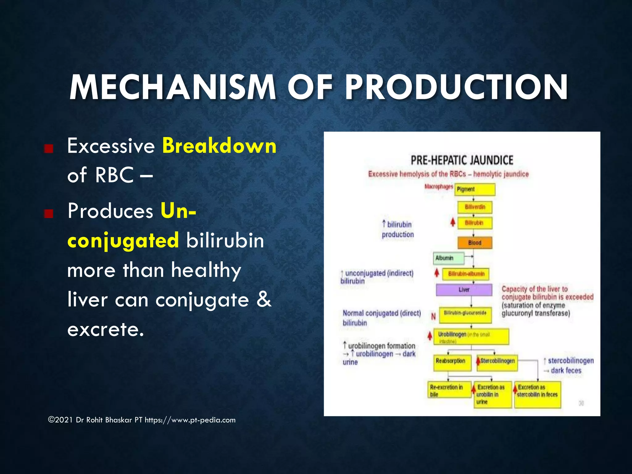 MECHANISM OF PRODUCTION
©2021 Dr Rohit Bhaskar PT https://www.pt-pedia.com
■ Excessive Breakdown
of RBC –
■ Produces Un-
conjugated bilirubin
more than healthy
liver can conjugate &
excrete.
 