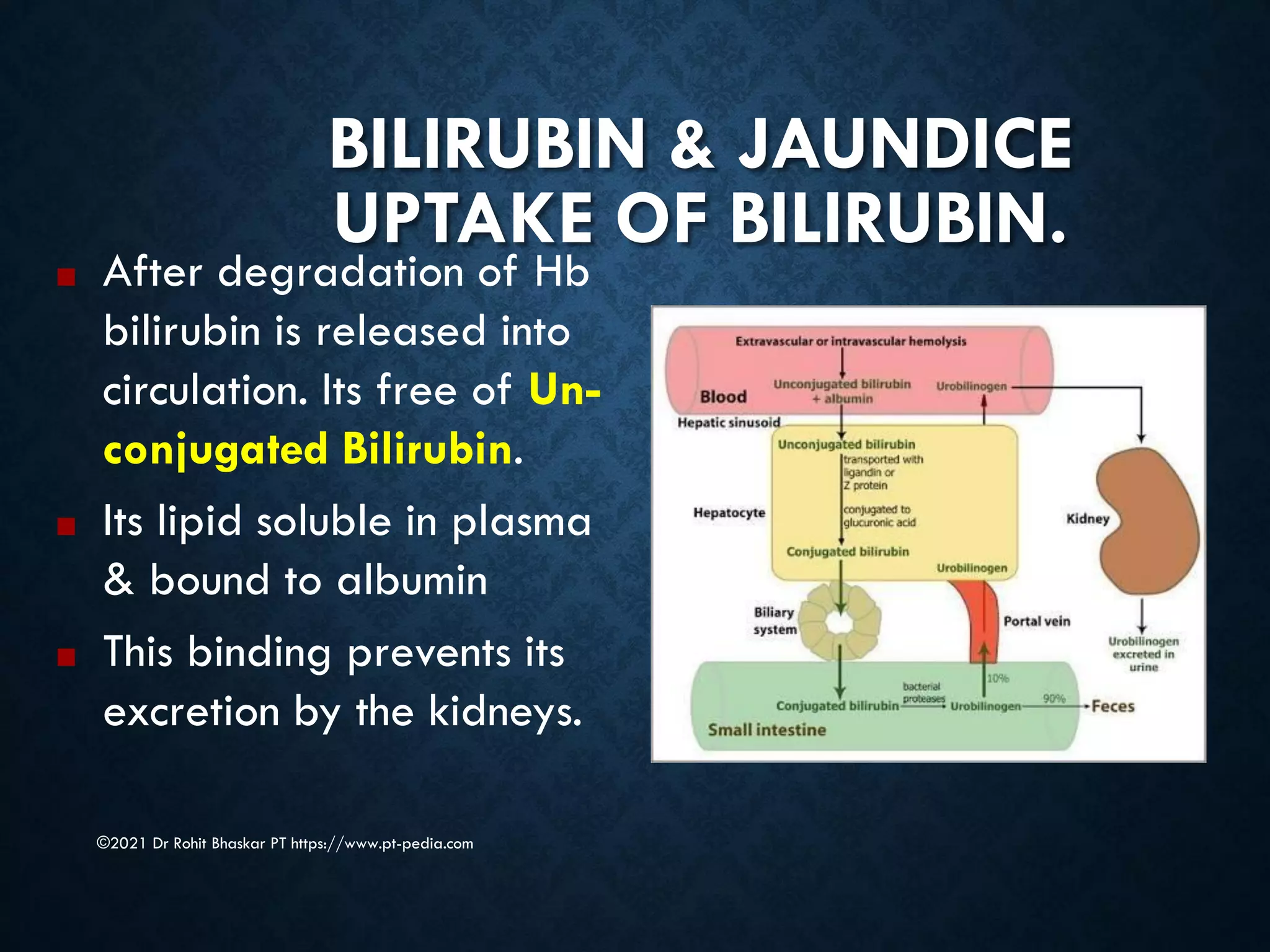 BILIRUBIN & JAUNDICE
UPTAKE OF BILIRUBIN.
©2021 Dr Rohit Bhaskar PT https://www.pt-pedia.com
■ After degradation of Hb
bilirubin is released into
circulation. Its free of Un-
conjugated Bilirubin.
■ Its lipid soluble in plasma
& bound to albumin
■ This binding prevents its
excretion by the kidneys.
 