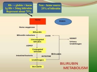 Hb → globin + haem
1g Hb = 34mg bilirubin
Represent about 75%
Non – heme source
25% of bilirubin
Bilirubin
 