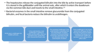 Jaundice /icterus in small animals pathophysiology of jaundice | PPTX