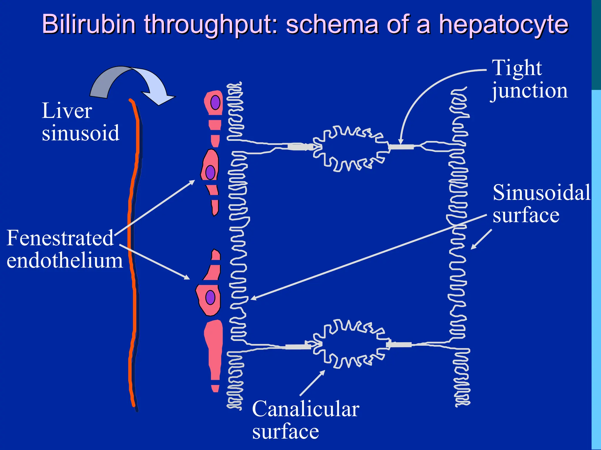 Bilirubin throughput: schema of a hepatocyte
Bilirubin throughput: schema of a hepatocyte
Sinusoidal
surface
Canalicular
surface
Tight
junction
Liver
sinusoid
Fenestrated
endothelium
 