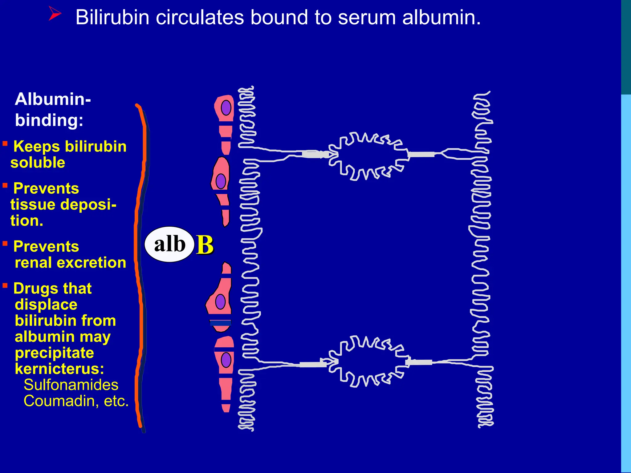  Bilirubin circulates bound to serum albumin.
B
B
alb
Albumin-
binding:
 Keeps bilirubin
soluble
 Prevents
tissue deposi-
tion.
 Prevents
renal excretion
 Drugs that
displace
bilirubin from
albumin may
precipitate
kernicterus:
Sulfonamides
Coumadin, etc.
 