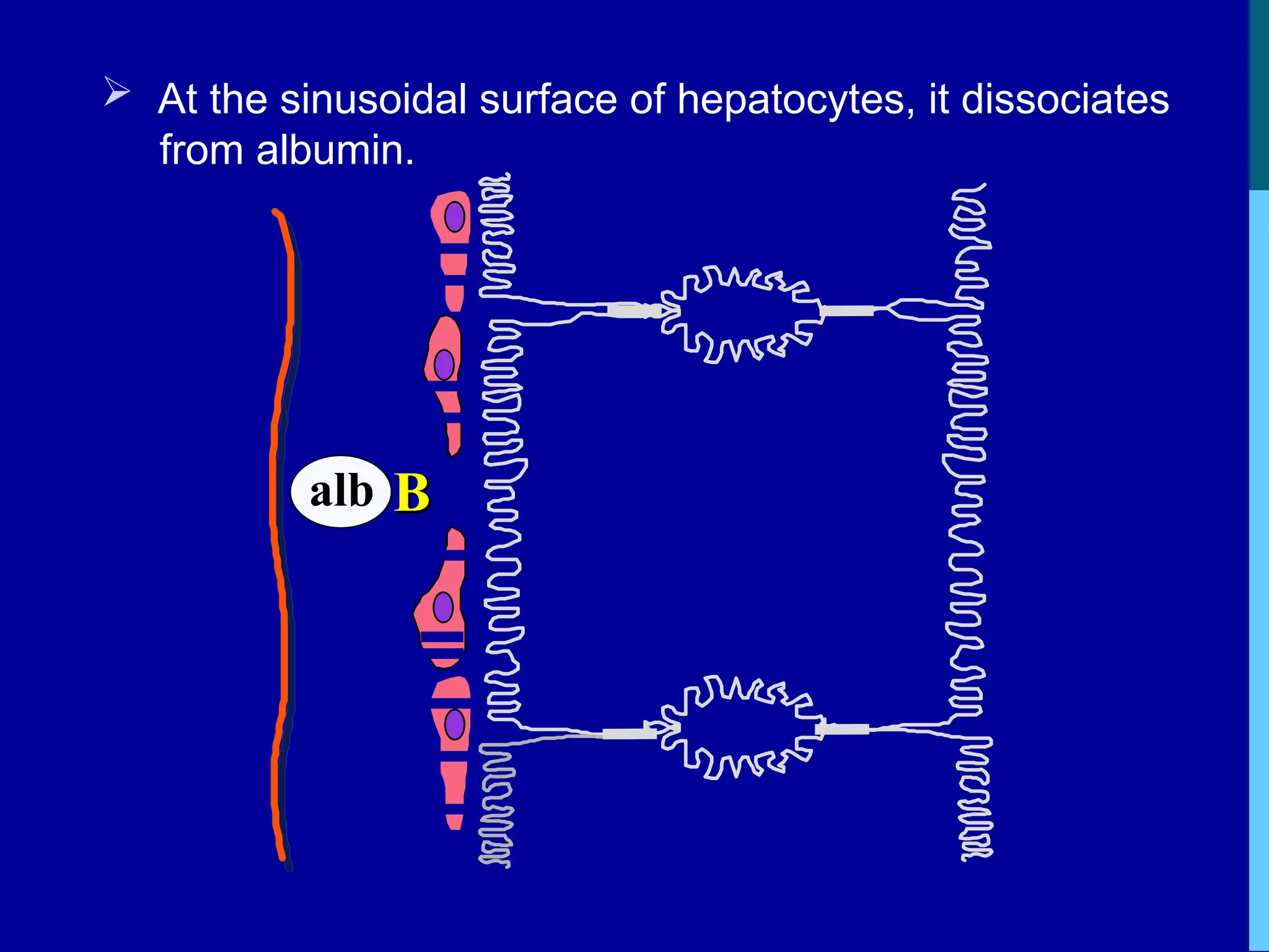  At the sinusoidal surface of hepatocytes, it dissociates
from albumin.
B
B
alb
 
