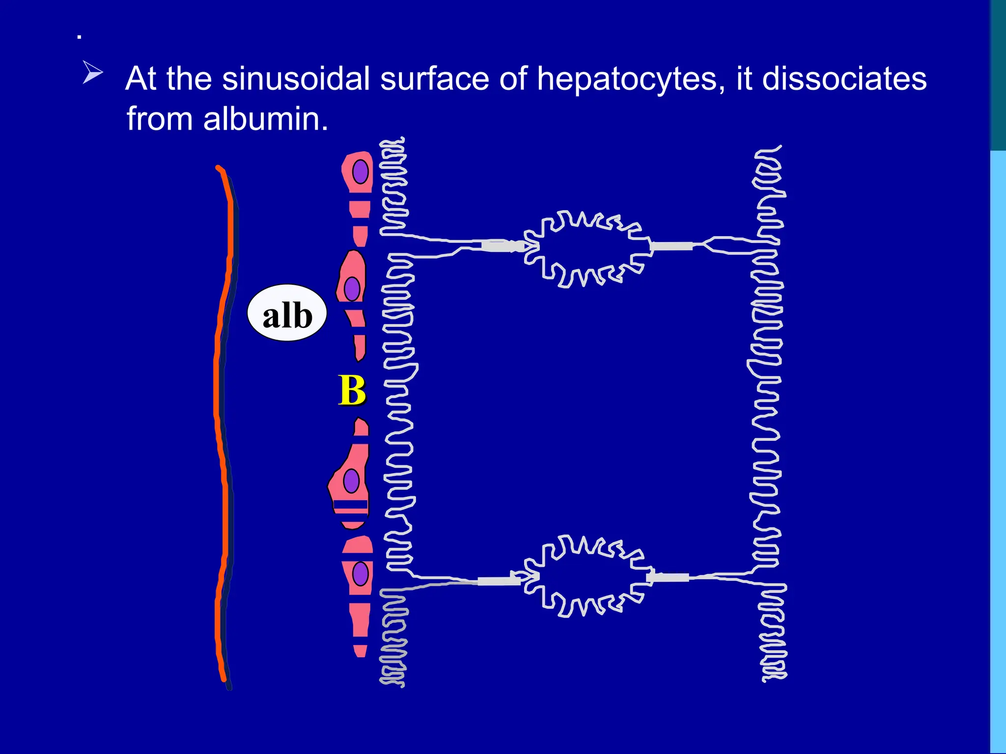 .
 At the sinusoidal surface of hepatocytes, it dissociates
from albumin.
B
B
alb
 