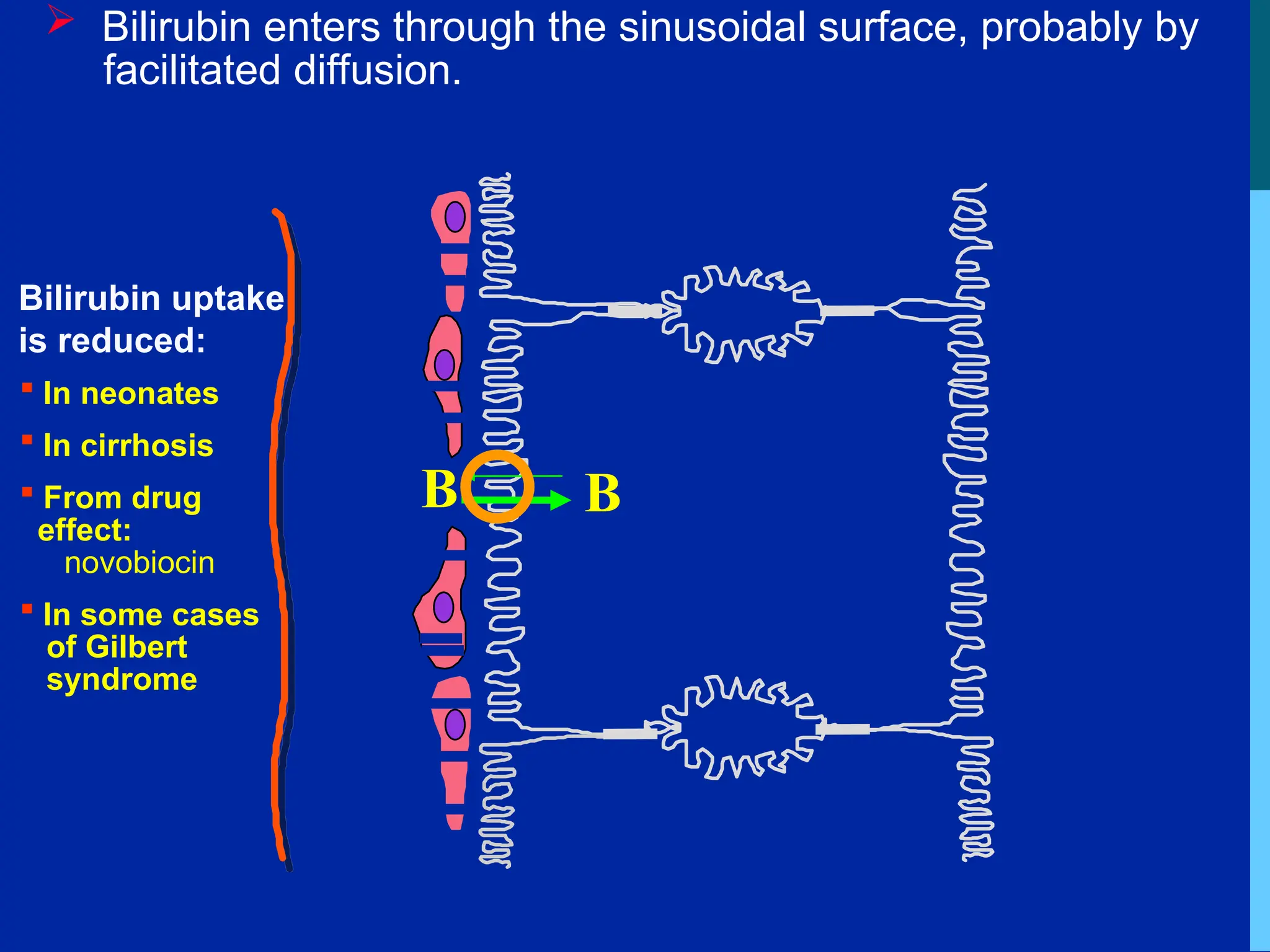  Bilirubin enters through the sinusoidal surface, probably by
facilitated diffusion.
B
B
Bilirubin uptake
is reduced:
 In neonates
 In cirrhosis
 From drug
effect:
novobiocin
 In some cases
of Gilbert
syndrome
 