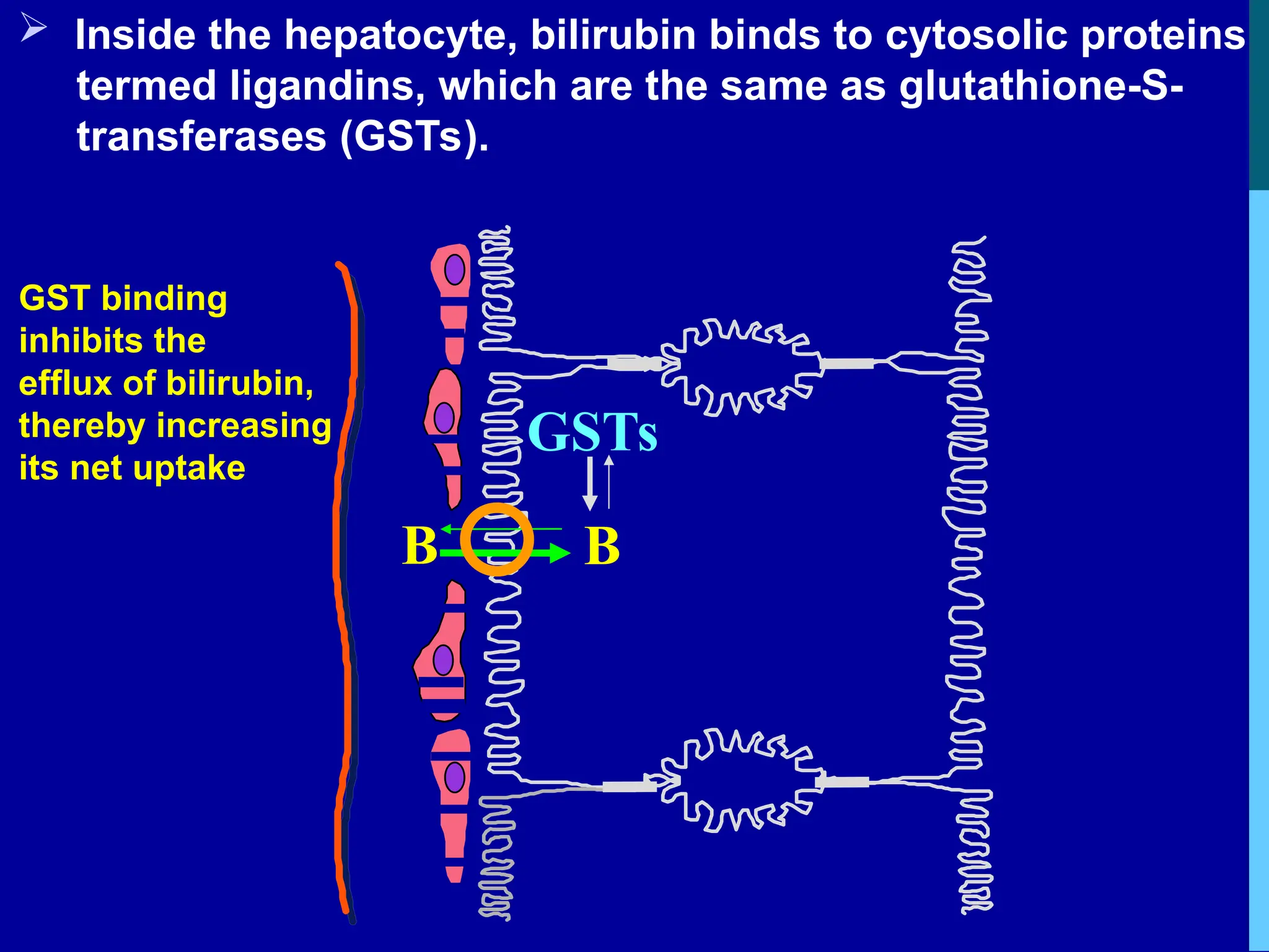B
 Inside the hepatocyte, bilirubin binds to cytosolic proteins
termed ligandins, which are the same as glutathione-S-
transferases (GSTs).
GSTs
B
GST binding
inhibits the
efflux of bilirubin,
thereby increasing
its net uptake
 