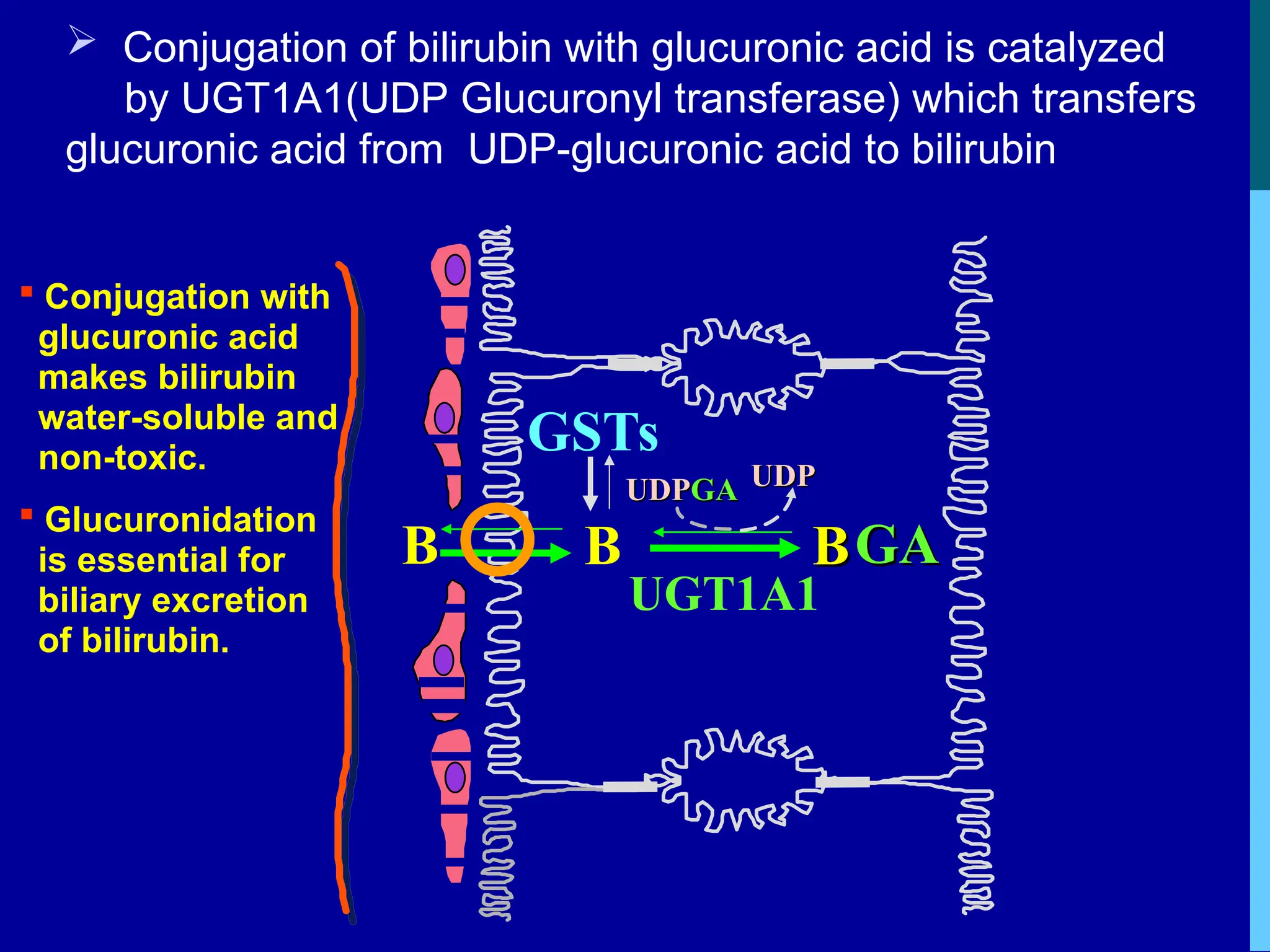 B
 Conjugation of bilirubin with glucuronic acid is catalyzed
by UGT1A1(UDP Glucuronyl transferase) which transfers
glucuronic acid from UDP-glucuronic acid to bilirubin
GSTs
UDP
UDPGA
GA UDP
UDP
B
BGA
GA
UGT1A1
B
 Conjugation with
glucuronic acid
makes bilirubin
water-soluble and
non-toxic.
 Glucuronidation
is essential for
biliary excretion
of bilirubin.
 