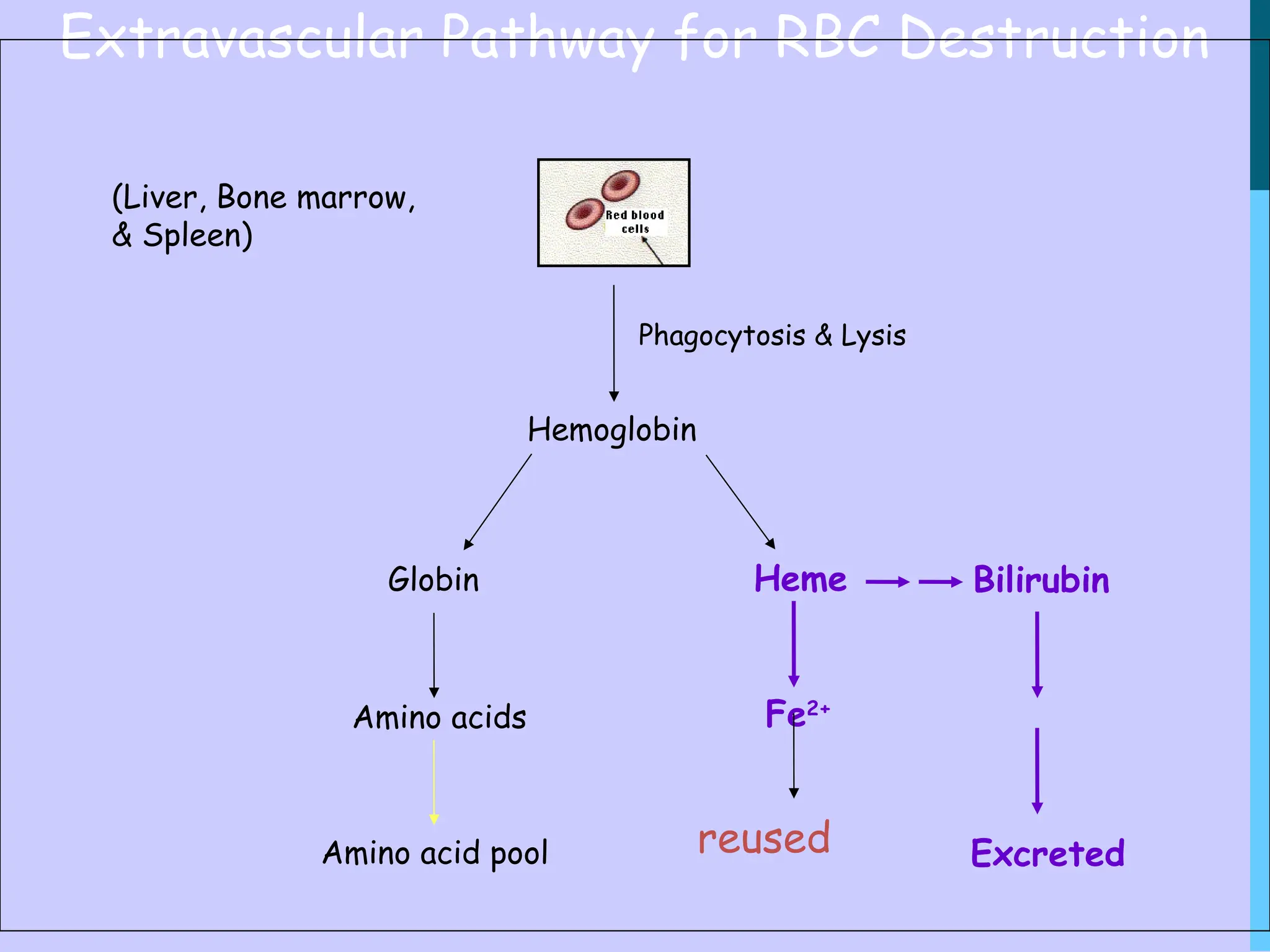Extravascular Pathway for RBC Destruction
(Liver, Bone marrow,
& Spleen)
Hemoglobin
Globin
Amino acids
Amino acid pool
Heme Bilirubin
Fe2+
Excreted
Phagocytosis & Lysis
reused
 