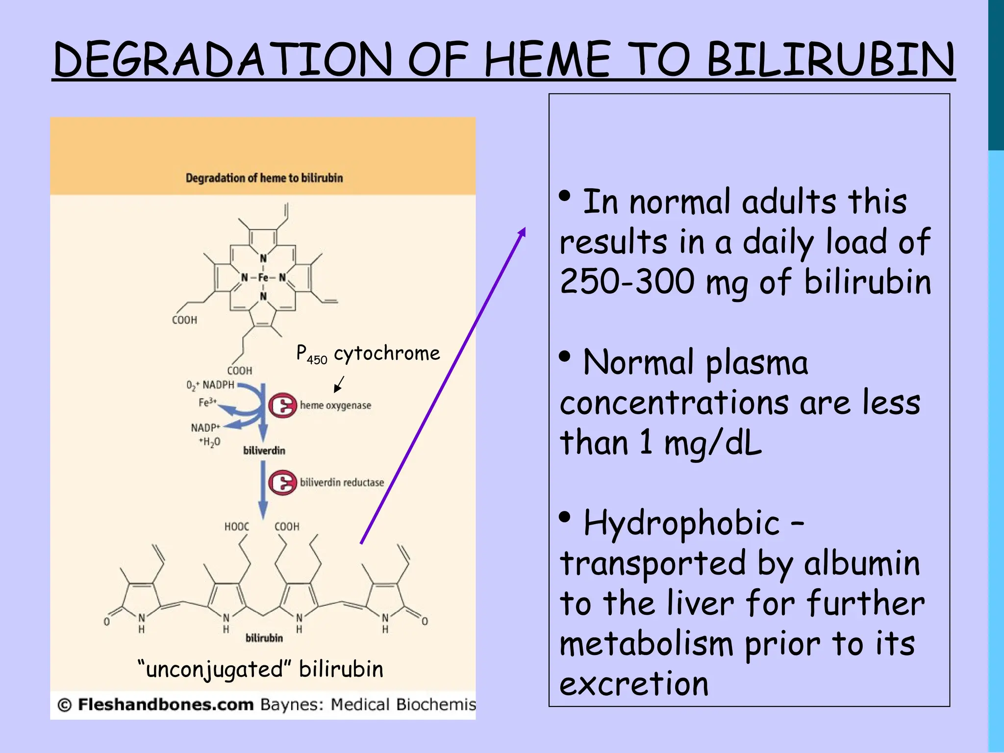 DEGRADATION OF HEME TO BILIRUBIN
P450 cytochrome
 In normal adults this
results in a daily load of
250-300 mg of bilirubin
 Normal plasma
concentrations are less
than 1 mg/dL
 Hydrophobic –
transported by albumin
to the liver for further
metabolism prior to its
excretion
“unconjugated” bilirubin
 
