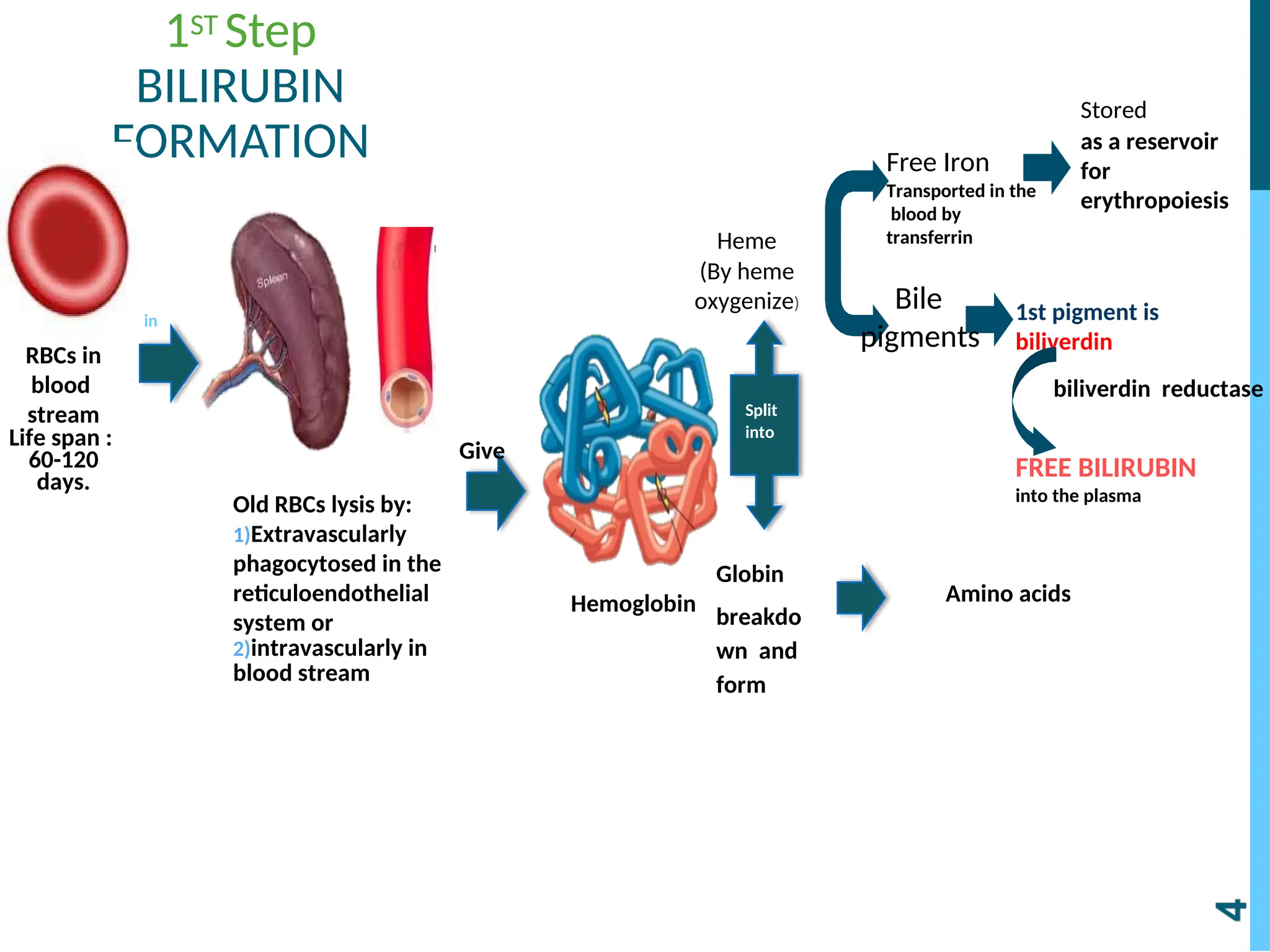 1ST Step
BILIRUBIN
FORMATION
RBCs in
blood
stream
Life span :
60-120
days.
Old RBCs lysis by:
1)Extravascularly
phagocytosed in the
reticuloendothelial
system or
2)intravascularly in
blood stream
Hemoglobin
in
Give
Split
into
Globin
breakdo
wn and
form
Amino acids
Free Iron
Transported in the
blood by
transferrin
Stored
as a reservoir
for
erythropoiesis
1st pigment is
biliverdin
FREE BILIRUBIN
into the plasma
Bile
pigments
biliverdin reductase
Heme
(By heme
oxygenize)
 