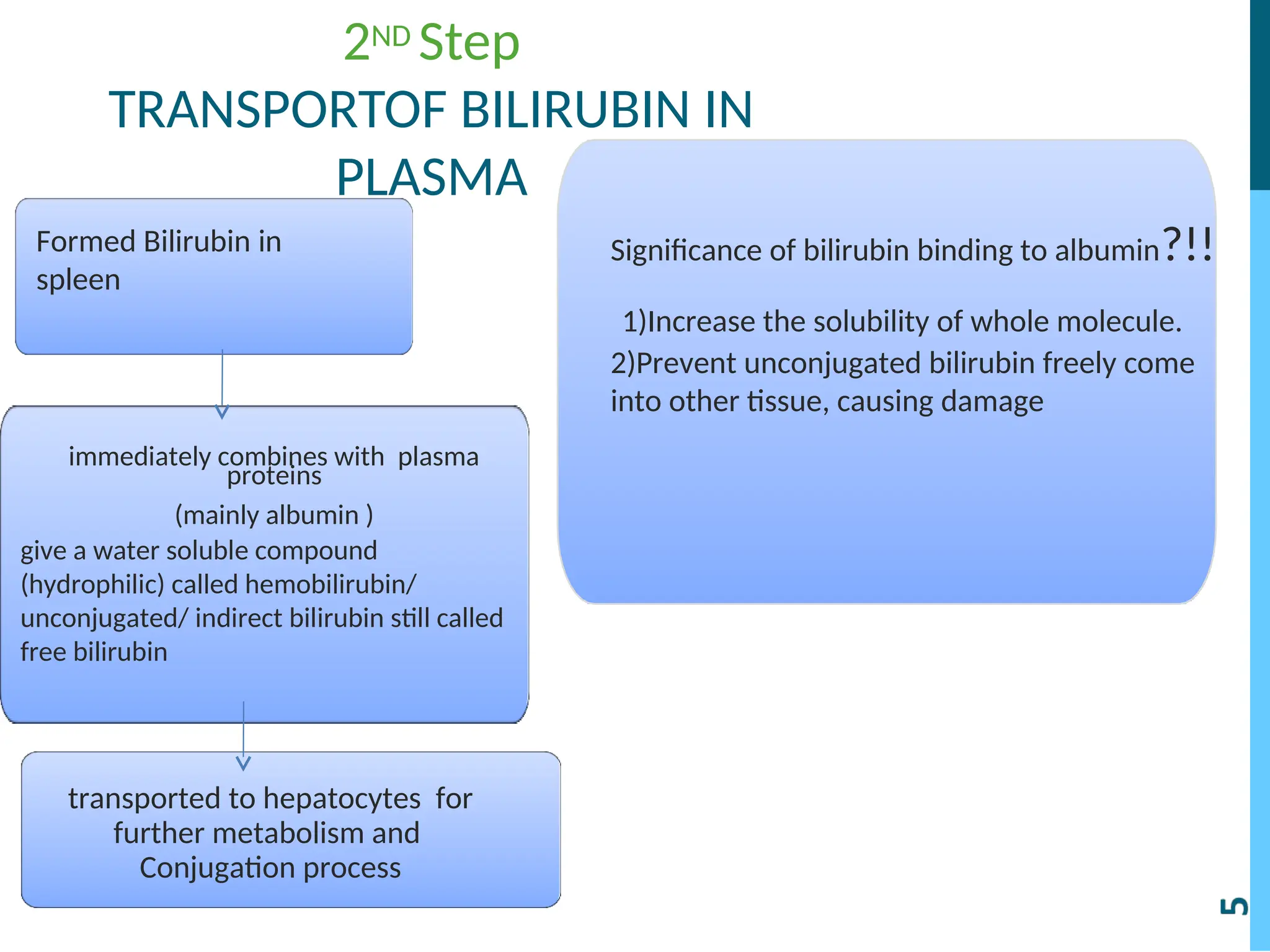 2ND Step
TRANSPORTOF BILIRUBIN IN
PLASMA
Formed Bilirubin in
spleen
immediately combines with plasma
proteins
(mainly albumin )
give a water soluble compound
(hydrophilic) called hemobilirubin/
unconjugated/ indirect bilirubin still called
free bilirubin
transported to hepatocytes for
further metabolism and
Conjugation process
Significance of bilirubin binding to albumin?!!
1)Increase the solubility of whole molecule.
2)Prevent unconjugated bilirubin freely come
into other tissue, causing damage
 