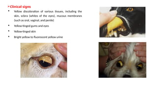 Jaundice and its management in dogs........ | PPTX
