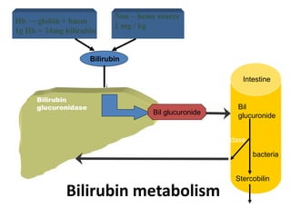 Bilirubin metabolism
Hb → globin + haem
1g Hb = 34mg bilirubin
Non – heme source
1 mg / kg
Bilirubin
glucuronidase
Bilirubin
Bilirubin
Ligandin
(Y - acceptor)
Bil glucuronide
Intestine
Bil
glucuronide
Stercobilin
bacteria
β glucuronidase
 