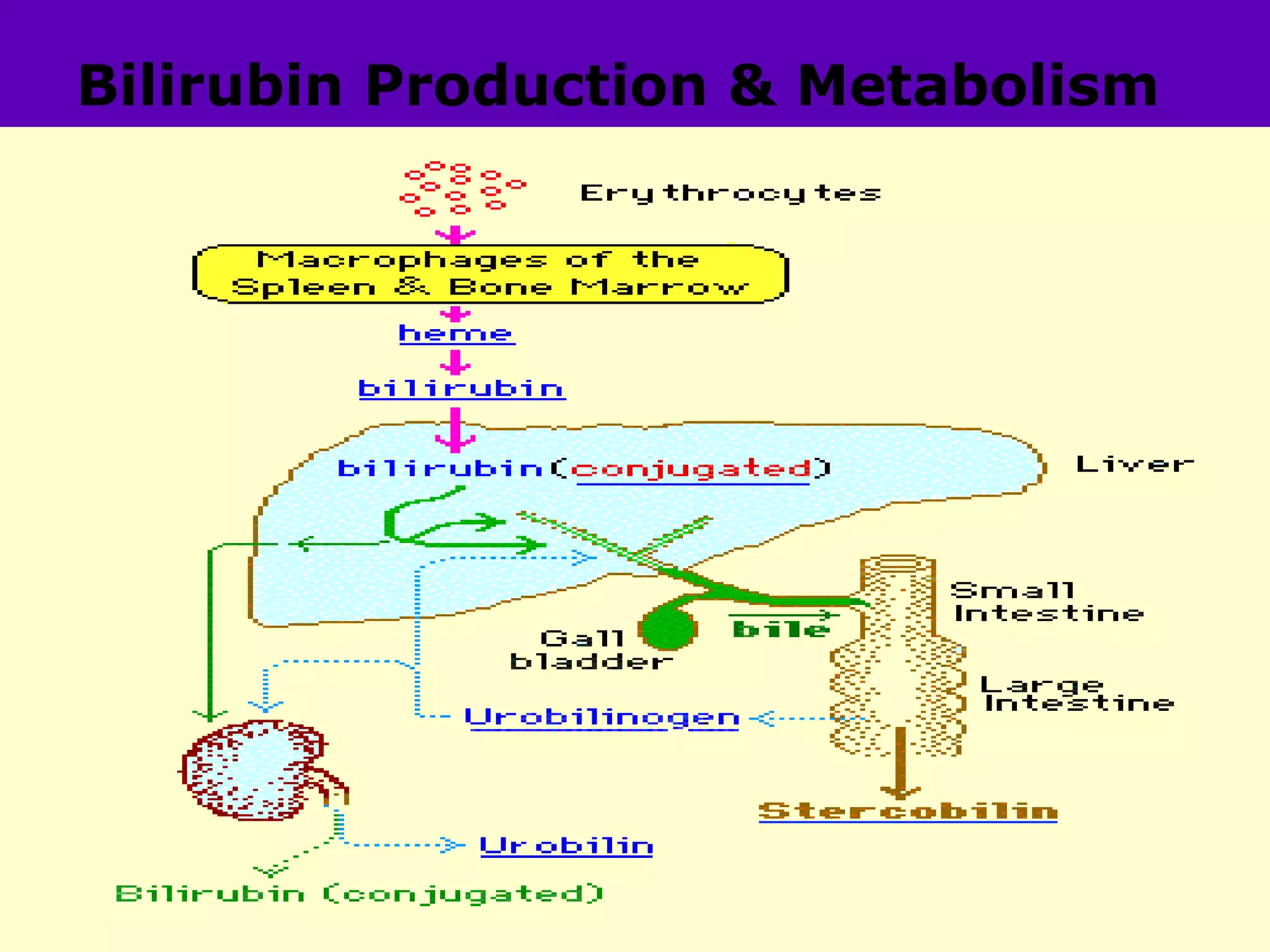 Bilirubin Production & Metabolism




                               NJ -
 