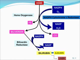 NJ - 3
HEME
NADPH
O2
NADPH Cytochrome c Reductase
Heme Oxygenase
NADP
H2O
FE
BILIVERDIN
Biliverdin
Reductase
BILIRUBIN
CO
NADPH
NADP
ALBUMIN
LIVER
 