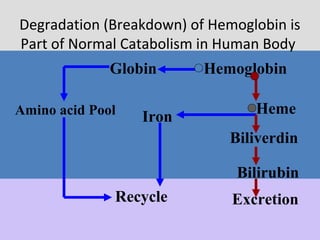 Degradation (Breakdown) of Hemoglobin is
Part of Normal Catabolism in Human Body
HemoglobinGlobin
Heme
Iron
Biliverdin
Bilirubin
Amino acid Pool
ExcretionRecycle
 
