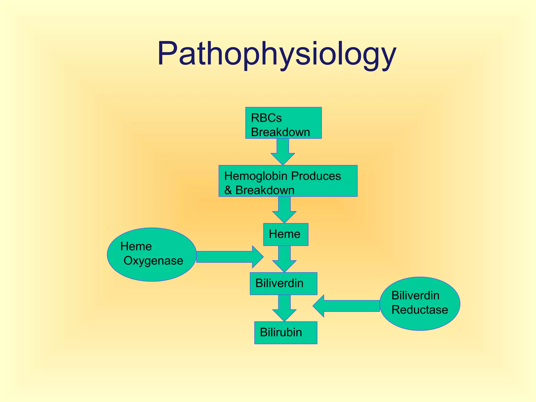Pathophysiology
RBCs
Breakdown
Hemoglobin Produces
& Breakdown
Heme
Biliverdin
Bilirubin
Heme
Oxygenase
Biliverdin
Reductase
 