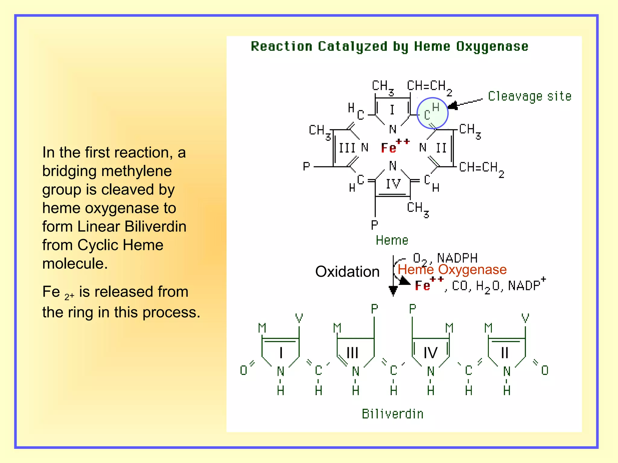 III IVI II
Oxidation Heme Oxygenase
In the first reaction, a
bridging methylene
group is cleaved by
heme oxygenase to
form Linear Biliverdin
from Cyclic Heme
molecule.
Fe 2+ is released from
the ring in this process.
 