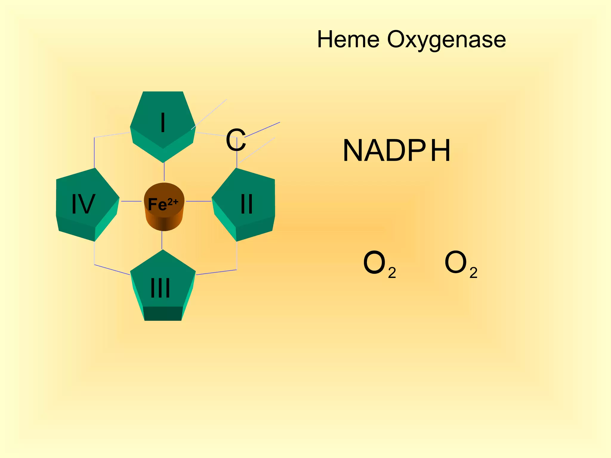 I
II
III
IV Fe2+
NADPHC
O2O O2
Heme Oxygenase
O
 