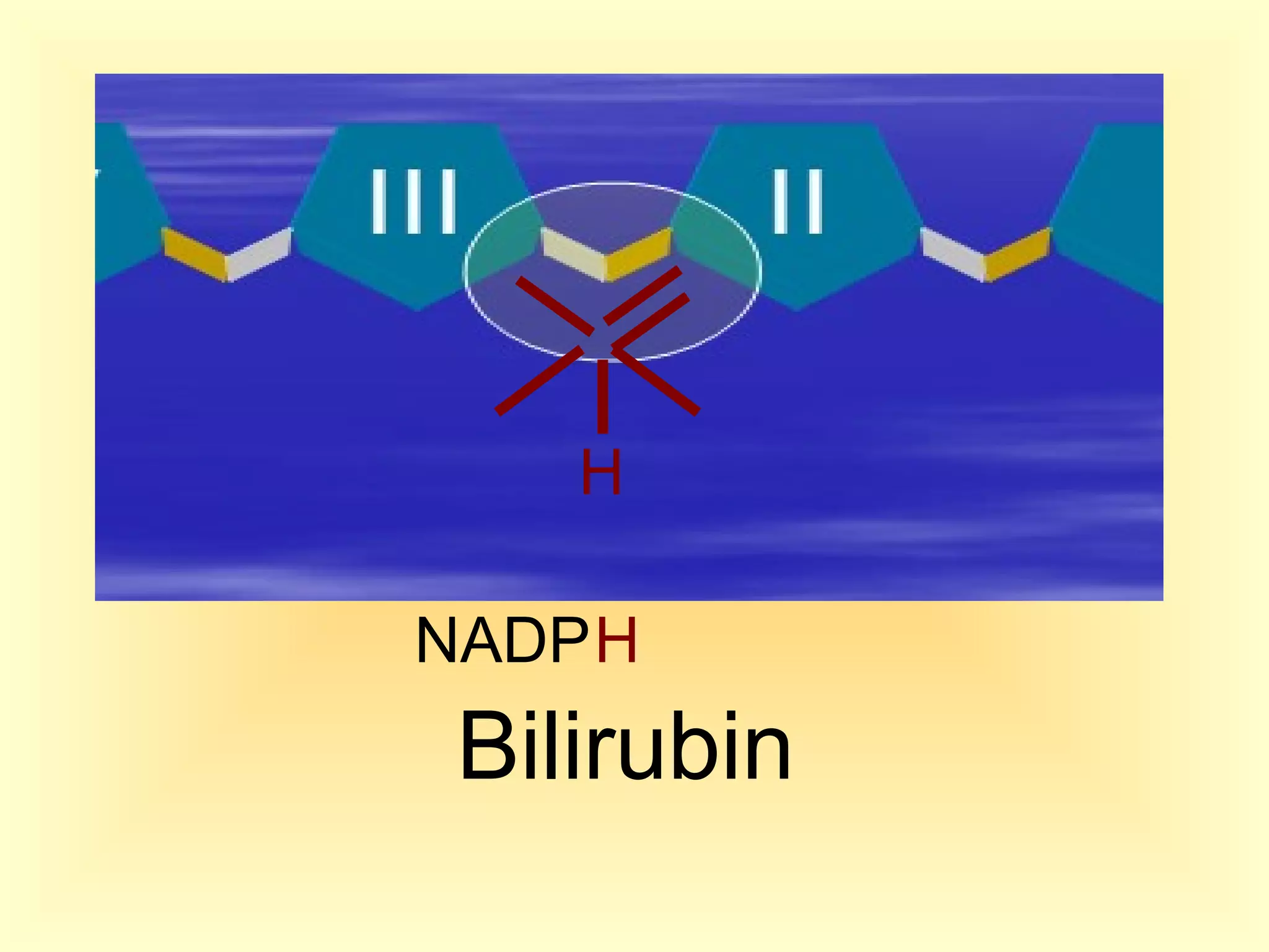 NADPH
H
Bilirubin
 