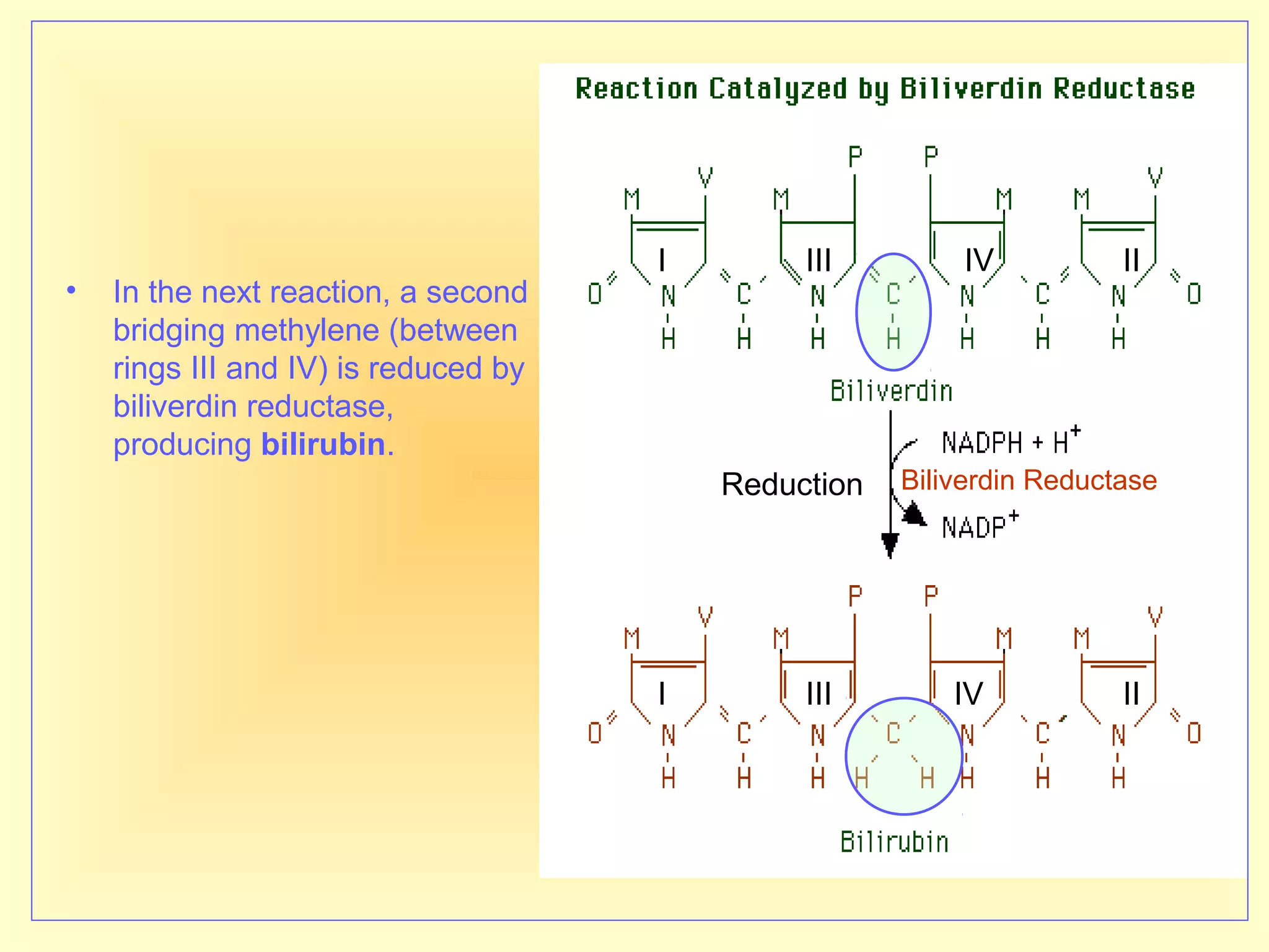 • In the next reaction, a second
bridging methylene (between
rings III and IV) is reduced by
biliverdin reductase,
producing bilirubin.
I
I III
III IV
IV
II
II
Reduction Biliverdin Reductase
 